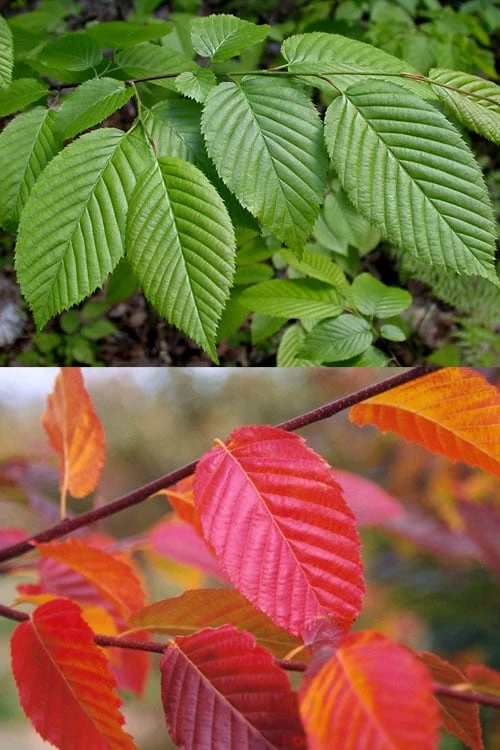 American Hornbeam (Ironwood Tree) - 3 Gallon Pot 6 American Hornbeam (Ironwood Tree) - 3 Gallon Pot - Image 6