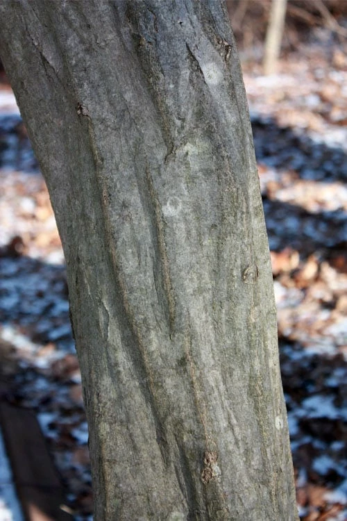 American Hornbeam (Ironwood Tree) - 3 Gallon Pot 4 American Hornbeam (Ironwood Tree) - 3 Gallon Pot - Image 4