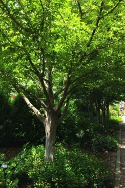 American Hornbeam (Ironwood Tree) - 3 Gallon Pot 14 American Hornbeam (Ironwood Tree) - 3 Gallon Pot -Wilson Bros Gardens Shop carpinus caroliniana american hornbeam 4