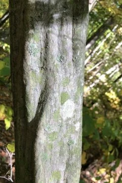 American Hornbeam (Ironwood Tree) - 3 Gallon Pot 15 American Hornbeam (Ironwood Tree) - 3 Gallon Pot -Wilson Bros Gardens Shop carpinus caroliniana american hornbeam 5