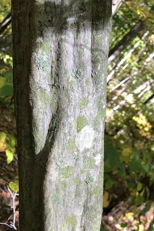 American Hornbeam (Ironwood Tree) - 3 Gallon Pot 8 American Hornbeam (Ironwood Tree) - 3 Gallon Pot - Image 8