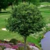 American Hornbeam (Ironwood Tree) - 3 Gallon Pot