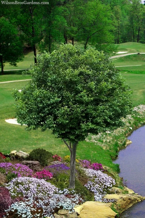 American Hornbeam (Ironwood Tree) - 3 Gallon Pot 1 American Hornbeam (Ironwood Tree) - 3 Gallon Pot