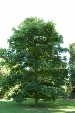 Avalon Pecan Tree - 5 Gallon Pot -Wilson Bros Gardens Shop carya illinionensis hardy pecan 2 2
