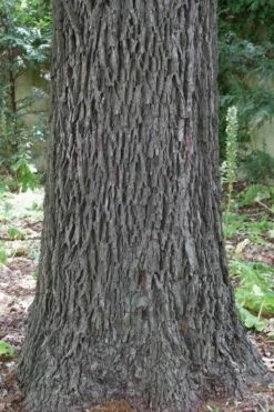 Zinner Pecan Tree - 5 Gallon Pot -Wilson Bros Gardens Shop carya illinionensis hardy pecan 6 4