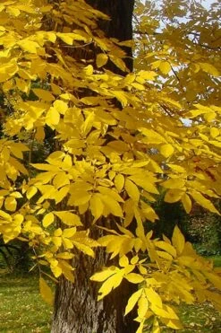 Zinner Pecan Tree - 5 Gallon Pot -Wilson Bros Gardens Shop carya illinionensis hardy pecan fall leaf color 4 4