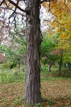 Shagbark Hickory Tree (Carya Ovata) - 3 Gallon Pot -Wilson Bros Gardens Shop carya ovata shagbark hickory tree 1
