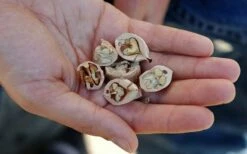 Shagbark Hickory Tree (Carya Ovata) - 3 Gallon Pot -Wilson Bros Gardens Shop carya ovata shagbark hickory tree nuts 4