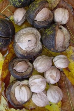 Shagbark Hickory Tree (Carya Ovata) - 3 Gallon Pot -Wilson Bros Gardens Shop carya ovata shagbark hickory tree nuts 5