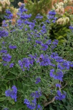 Dark Knight Blue Mist Shrub (Caryopteris) - 3 Gallon Pot -Wilson Bros Gardens Shop caryopteris clandonensis dark knight blue mist shrub 6 1
