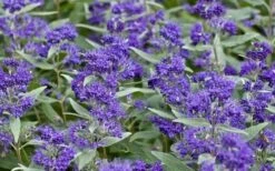 Dark Knight Blue Mist Shrub (Caryopteris) - 3 Gallon Pot -Wilson Bros Gardens Shop caryopteris clandonensis dark knight blue mist shrub 7 1