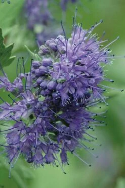 Longwood Blue Blue Mist Shrub (Caryopteris) - 3 Gallon Pot