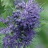 Longwood Blue Blue Mist Shrub (Caryopteris) - 1 Gallon Pot