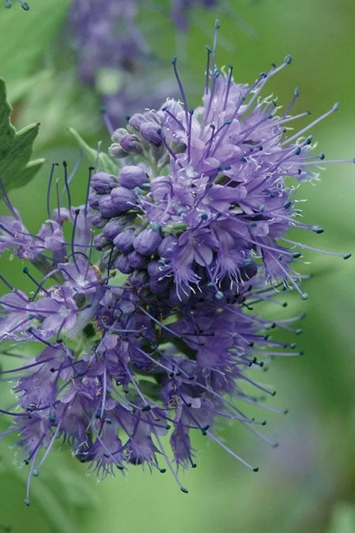 Longwood Blue Blue Mist Shrub (Caryopteris) - 1 Gallon Pot 1 Longwood Blue Blue Mist Shrub (Caryopteris) - 1 Gallon Pot