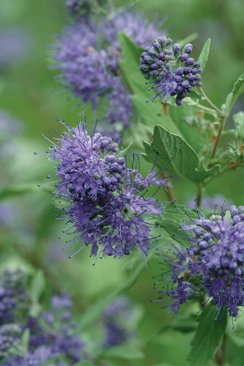 Longwood Blue Blue Mist Shrub (Caryopteris) - 1 Gallon Pot 5 Longwood Blue Blue Mist Shrub (Caryopteris) - 1 Gallon Pot - Image 5