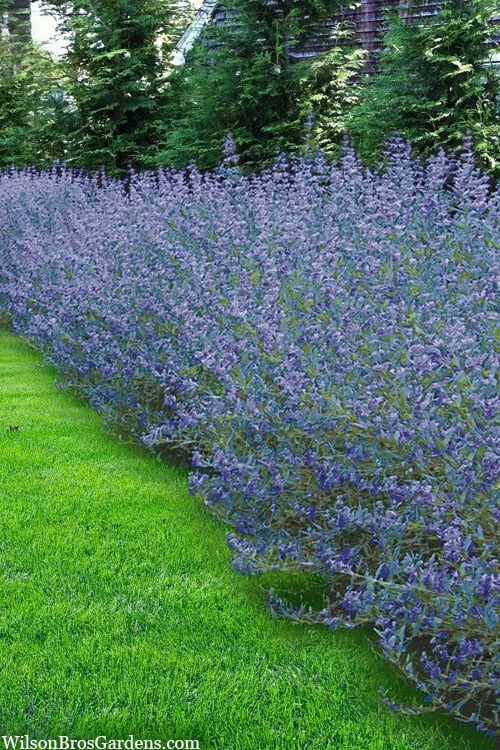 Longwood Blue Blue Mist Shrub (Caryopteris) - 1 Gallon Pot 4 Longwood Blue Blue Mist Shrub (Caryopteris) - 1 Gallon Pot - Image 4