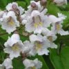 Southern Catalpa Tree - 3 Gallon Pot