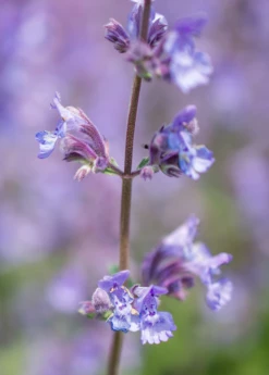 Catnip (Nepeta Cataria) -Wilson Bros Gardens Shop catnipcatmint Nepetacataria sowexotic