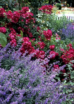 Catnip (Nepeta Cataria) -Wilson Bros Gardens Shop catnipcatmint Nepetacataria sowexotic 1