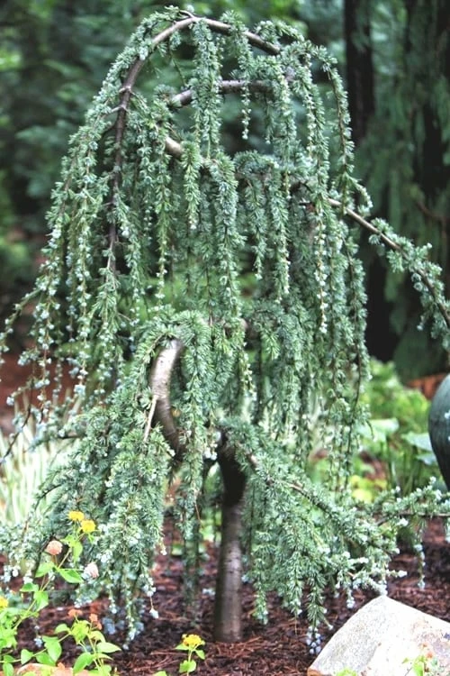 Serpentine Weeping Blue Atlas Cedar - 5 Gallon Pot 6 Serpentine Weeping Blue Atlas Cedar - 5 Gallon Pot - Image 6