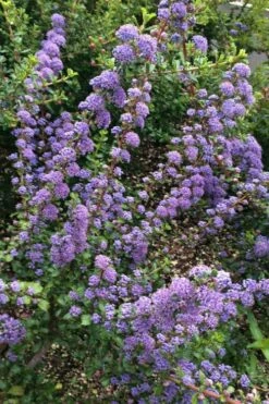 Blue Jeans Mountain Lilac (Ceanothus) - 2 Gallon Pot -Wilson Bros Gardens Shop ceanothus blue jeans california lilac 1