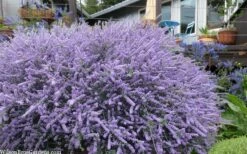 Blue Jeans Mountain Lilac (Ceanothus) - 2 Gallon Pot -Wilson Bros Gardens Shop ceanothus blue jeans california lilac
