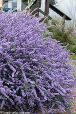 Blue Jeans Mountain Lilac (Ceanothus) - 2 Gallon Pot