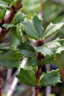 Blue Jeans Mountain Lilac (Ceanothus) - 2 Gallon Pot -Wilson Bros Gardens Shop ceanothus blue jeans california lilac 7