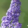 Tuxedo California Lilac (Ceanothus) - 1 Gallon Pot