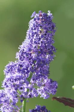 Tuxedo California Lilac (Ceanothus) - 1 Gallon Pot