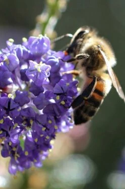 Tuxedo California Lilac (Ceanothus) - 3 Gallon Pot -Wilson Bros Gardens Shop ceanothus tuxedo california lilac 5