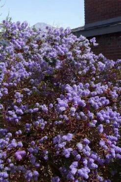 Tuxedo California Lilac (Ceanothus) - 3 Gallon Pot -Wilson Bros Gardens Shop ceanothus tuxedo california lilac 7