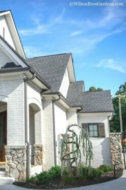 Serpentine Weeping Blue Atlas Cedar - 5 Gallon Pot 9 Serpentine Weeping Blue Atlas Cedar - 5 Gallon Pot -Wilson Bros Gardens Shop cedar blue atlas serpentine 11 1