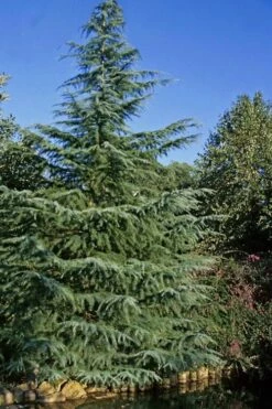 Deodar Cedar - 5 Gallon Pot (3-4') -Wilson Bros Gardens Shop cedar deodar 23 1