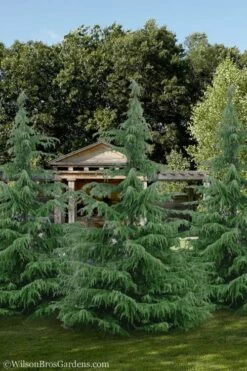 Deodar Cedar - 5 Gallon Pot (3-4') -Wilson Bros Gardens Shop cedar deodar 24 2