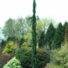 Van Den Akker Nootka Cypress - 6 Gallon Pot