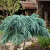 Feelin Blue Deodar Cedar (Single Trunk Tree Form) - 5 Gallon Pot
