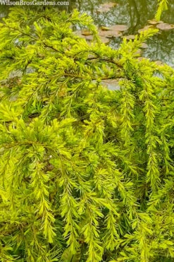 Gold Cascade Deodar Cedar (Single Trunk Topiary Tree)- 7 Gallon Pot -Wilson Bros Gardens Shop cedrus deodara gold cascade single trunk tree form topiary 3