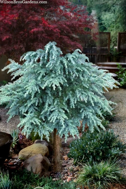 Divinely Blue Deodar Cedar Tree (Single Trunk Topiary) - 3 Gallon Pot 1 Divinely Blue Deodar Cedar Tree (Single Trunk Topiary) - 3 Gallon Pot