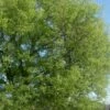 Sugarberry Tree (Celtis Laevigata) - 3 Gallon Pot