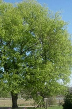 Sugarberry Tree (Celtis Laevigata) - 3 Gallon Pot