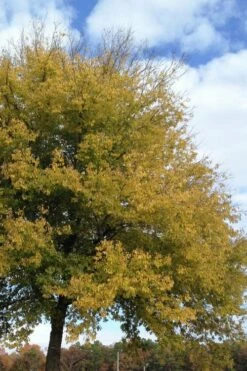 Sugarberry Tree (Celtis Laevigata) - 3 Gallon Pot -Wilson Bros Gardens Shop celtis laevigata sugarberry tree 2