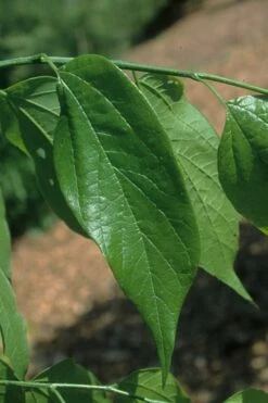 Sugarberry Tree (Celtis Laevigata) - 1 Gallon Pot -Wilson Bros Gardens Shop celtis laevigata sugarberry tree 4 1