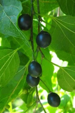 Sugarberry Tree (Celtis Laevigata) - 3 Gallon Pot -Wilson Bros Gardens Shop celtis laevigata sugarberry tree 5