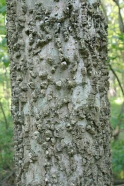 Sugarberry Tree (Celtis Laevigata) - 1 Gallon Pot -Wilson Bros Gardens Shop celtis laevigata sugarberry tree 6 1