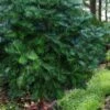 Fortune's Plum Yew Tree (Cephalotaxus Fortunei) - 3 Gallon Pot