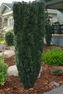 Upright Japanese Plum Yew - Cephalotaxus Harringtonia 'Fastigiata' - 6 Pack Of 1 Gallon Pots