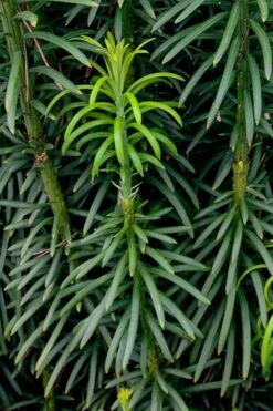 Fastigiata Upright Japanese Plum Yew - 3 Gallon Pot -Wilson Bros Gardens Shop cephalotaxus harringtonia fastigiata upright japanese plum yew 101 2