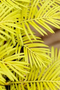 Golden Dragon Plum Yew (Cephalotaxus Harringtonia) - 1 Gallon Pot -Wilson Bros Gardens Shop cephalotaxus harringtonia golden dragon japanese yew 22