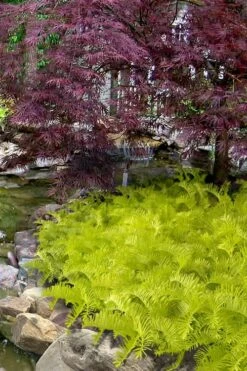 Golden Dragon Plum Yew (Cephalotaxus Harringtonia) - 6 Pack Of 1 Gallon Pots